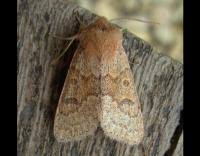 Attēlu rezultāti vaicājumam “Orthosia miniosa imago”