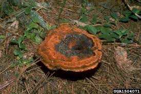 Attēlu rezultāti vaicājumam “Onnia tomentosa”