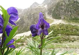 Image result for Eisenhut