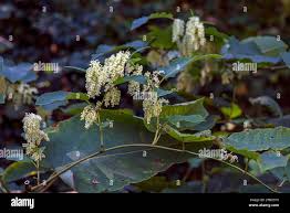 Attēlu rezultāti vaicājumam “Reynoutria sachalinensis flower”