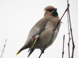 Attēlu rezultāti vaicājumam “Bombycilla garrulus adult”