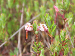Attēlu rezultāti vaicājumam “Oxycoccus bud”