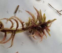 Attēlu rezultāti vaicājumam “Riccardia incurvata”