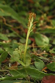 Attēlu rezultāti vaicājumam “Botrychium lunaria”