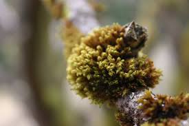 Attēlu rezultāti vaicājumam “Frullania tamarisci macro”