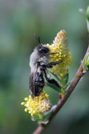 Attēlu rezultāti vaicājumam “Andrena vaga”
