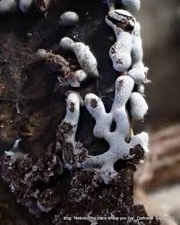 Attēlu rezultāti vaicājumam “Physaraceae”