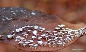 Attēlu rezultāti vaicājumam “Diderma hemisphaericum”