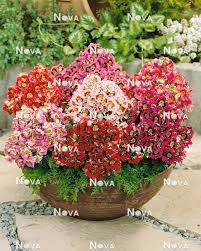 Image result for Schizanthus