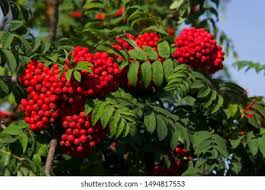 Attēlu rezultāti vaicājumam “Sorbus aucuparia fruit”