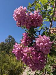 Attēlu rezultāti vaicājumam “Robinia neomexicana”