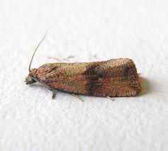 Attēlu rezultāti vaicājumam “Celypha striana”