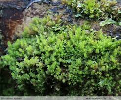 Attēlu rezultāti vaicājumam “Lophozia ascendens”