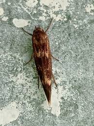 Attēlu rezultāti vaicājumam “Scythris limbella”