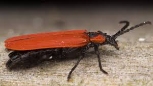 Attēlu rezultāti vaicājumam “Lygistopterus sanguineus larva”