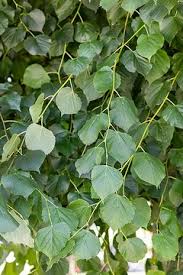 Attēlu rezultāti vaicājumam “Prunus domestica subsp. insitita”