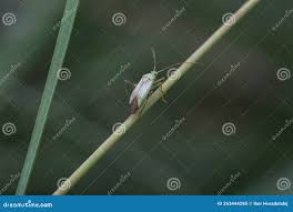 Attēlu rezultāti vaicājumam “Adelphocoris quadripunctatus imago”