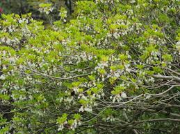 Attēlu rezultāti vaicājumam “Enkianthus chinensis leaf”
