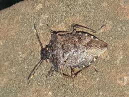 Attēlu rezultāti vaicājumam “Troilus luridus”