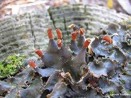 Attēlu rezultāti vaicājumam “Peltigera”