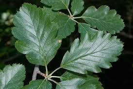 Attēlu rezultāti vaicājumam “Sorbus intermedia”