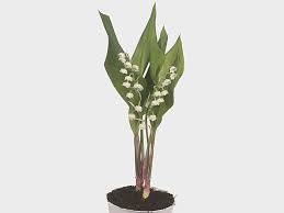 Attēlu rezultāti vaicājumam “Convallaria majalis bud”