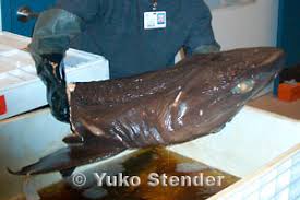 Image result for Hexanchus griseus