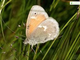 Attēlu rezultāti vaicājumam “Coenonympha tullia underside”
