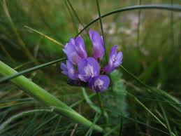 Attēlu rezultāti vaicājumam “Astragalus danicus flower”