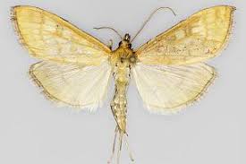 Attēlu rezultāti vaicājumam “Mecyna flavalis”