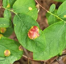 Attēlu rezultāti vaicājumam “Exobasidiales”