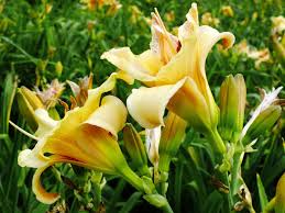 Attēlu rezultāti vaicājumam “Hemerocallis lilioasphodelus”