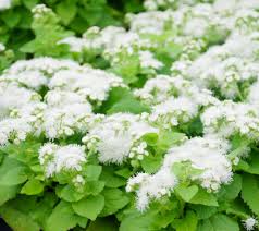 Image result for Leberbalsam