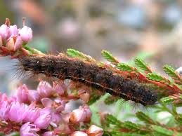 Attēlu rezultāti vaicājumam “Diacrisia sannio larva”