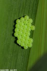 Attēlu rezultāti vaicājumam “Palomena prasina imago”