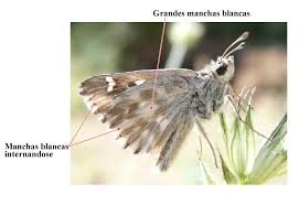 Attēlu rezultāti vaicājumam “Carcharodus floccifera upperside”