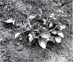 Attēlu rezultāti vaicājumam “Viola hirta flower”