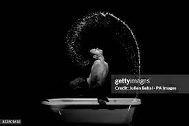 Image result for Le Clique Divers