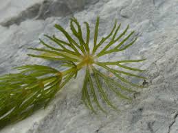 Attēlu rezultāti vaicājumam “Ceratophyllum demersum leaf”