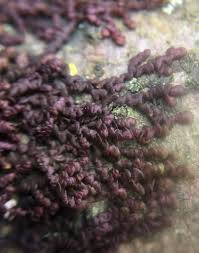 Attēlu rezultāti vaicājumam “Frullania dilatata”