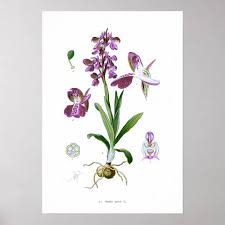Attēlu rezultāti vaicājumam “Orchis morio”