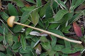 Attēlu rezultāti vaicājumam “Protostropharia alcis”