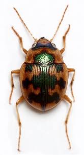 Attēlu rezultāti vaicājumam “Omophron limbatum”