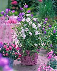 Image result for Marienglockenblumen