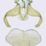 Attēlu rezultāti vaicājumam “Scythris limbella”