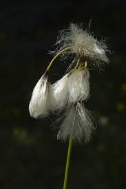 Attēlu rezultāti vaicājumam “Eriophorum latifolium fruit”
