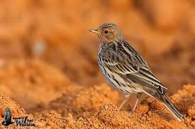 Image result for Anthus cervinus