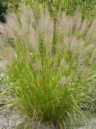 Attēlu rezultāti vaicājumam “Calamagrostis arundinacea leaf”