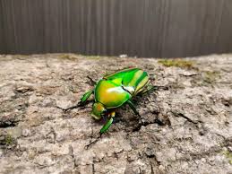 Attēlu rezultāti vaicājumam “Oenothera rubricauli bud”