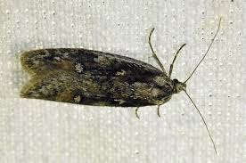 Attēlu rezultāti vaicājumam “Semioscopis oculella”